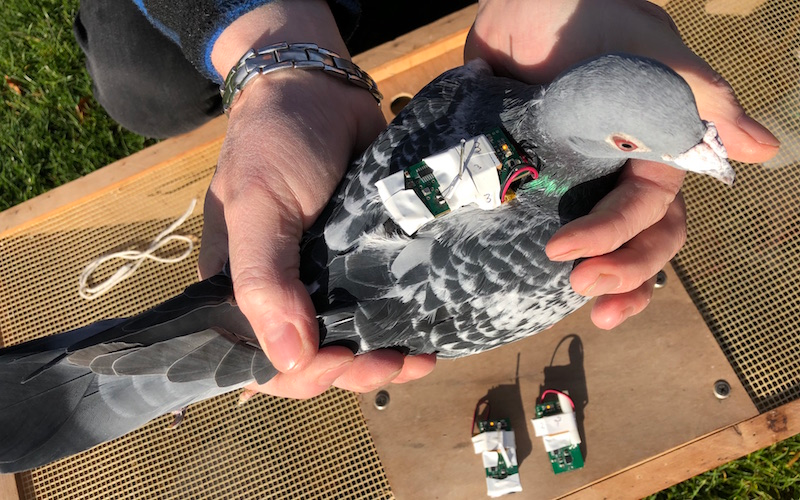 El proyecto depende de voluntarios que crían sus propias palomas.